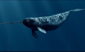 Narwhal Best Wallpaper 18394