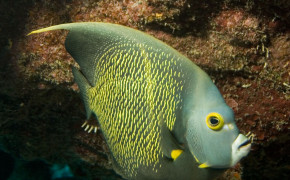 French Angelfish High Definition Wallpaper 18793