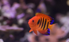 Flame Angelfish High Definition Wallpaper 18772