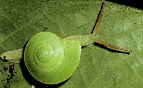 Snail On Leaf Wallpaper HD 20422