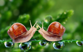 Love Snails Wallpaper 09931
