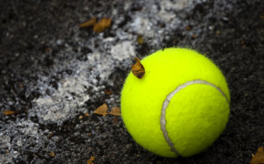 Tennis High Quality Wallpapers 01213