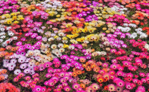 Abstract Petals Artistic Best Wallpaper 100965