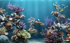 Abstract Coral Reef Artistic HD Desktop Wallpaper 099848