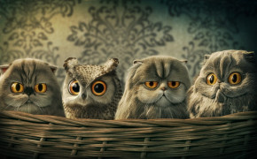 Fantasy Owl Background Wallpaper 111720