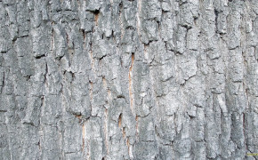 Bark Oak Texture Wallpaper 117512