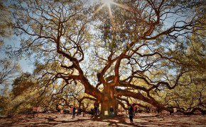 Angel Oak Tree South Carolina HD Wallpaper 117166