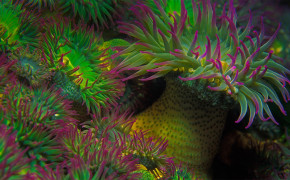 Anemone Ocean Marine Life Best Wallpaper 117108