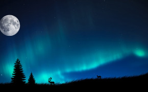 Aurora Borealis Canadian Forest HD Wallpaper 117339