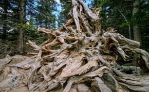 Tree Root Photography Wallpaper HD 119048