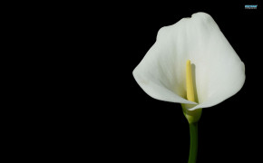 Calla Lily White Flowers Desktop Wallpaper 118018