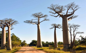 Baobab Tree Madagascar Background Wallpaper 117468