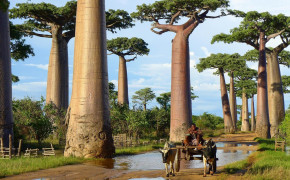 Baobab Tree Photography Widescreen Wallpapers 117493