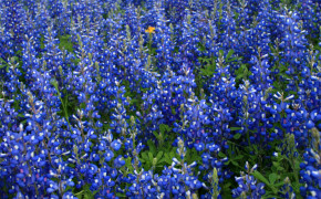 Texas Bluebonnets Photography HD Desktop Wallpaper 118809