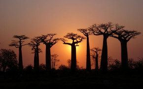 Baobab Tree Desktop Wallpaper 117459