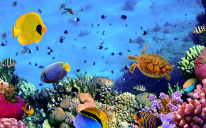 Great Barrier Reef Background Wallpaper 114057