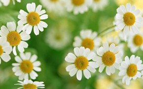 Camomile Flower HD Wallpapers 118073