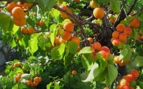 Apricot Tree Fruit HD Desktop Wallpaper 117235