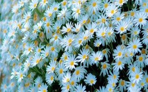 Camomile Flower HD Wallpaper 118072