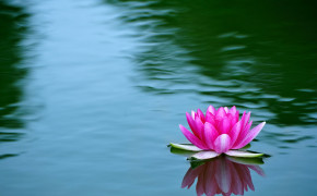 Water Lily Flower HD Desktop Wallpaper 119444