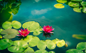Water Lily Nature HD Wallpaper 119454