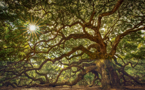 Oak Tree Photography Desktop Wallpaper 116513