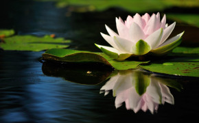 Water Lily Nature Best Wallpaper 119451