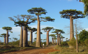 Baobab Tree Photography HD Wallpapers 117490