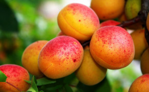 Apricot Tree Widescreen Wallpapers 117231