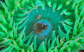 Anemone Ocean Marine Life HD Wallpaper 117111
