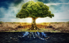 Tree Root HD Wallpapers 119032