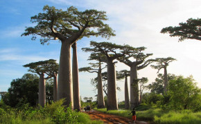 Baobab Tree Madagascar Widescreen Wallpapers 117480