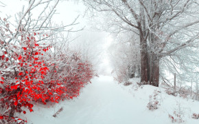 Winter Beautiful Best Wallpaper 119562