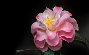 Camellia Nature HD Desktop Wallpaper 118055