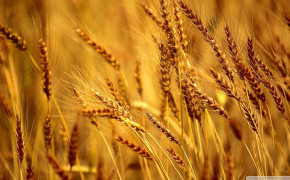 Wheat Photography Background Wallpaper 119544