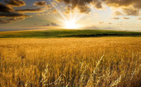 Wheat Photography HD Desktop Wallpaper 119547