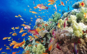 Great Barrier Reef HD Wallpapers 114062