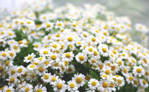 Camomile Photography Wallpaper 118084