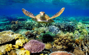 Great Barrier Reef Aquatic Life Background Wallpaper 114067