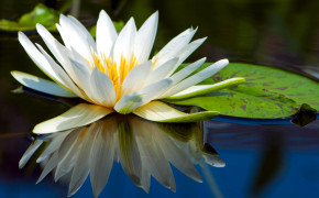 Water Lily Nature HD Wallpapers 119455
