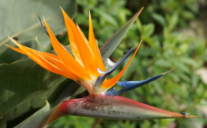 Bird of Paradise Background Wallpapers 117627