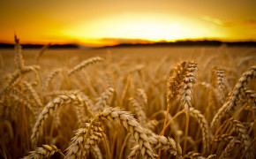 Wheat Photography HD Wallpapers 119549