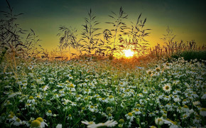 Camomile Flower Background Wallpaper 118068