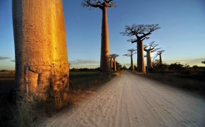 Baobab Tree Photography Best Wallpaper 117487