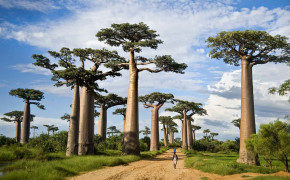 Baobab Tree Madagascar Wallpaper 117479