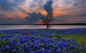 Texas Bluebonnets Nature Background Wallpaper 118797