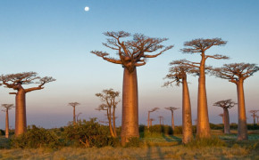 Baobab Tree Madagascar HD Wallpapers 117476