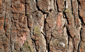Bark Oak Texture HD Wallpaper 117508