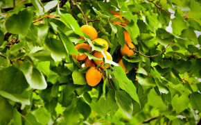 Apricot Tree Fruit HD Wallpapers 117237