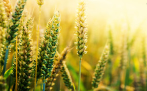 Wheat Photography High Definition Wallpaper 119550